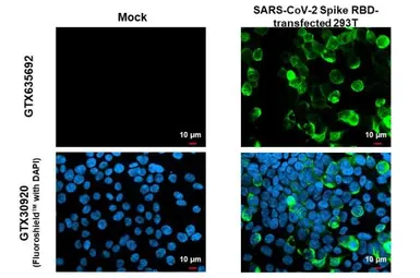 Anti-SARS-CoV-2 (COVID-19) Spike RBD antibody [HL257] used in Immunocytochemistry/ Immunofluorescence (ICC/IF). GTX635692